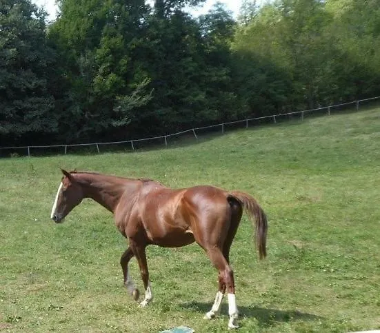 Casa Olga Maison d'hôtes *